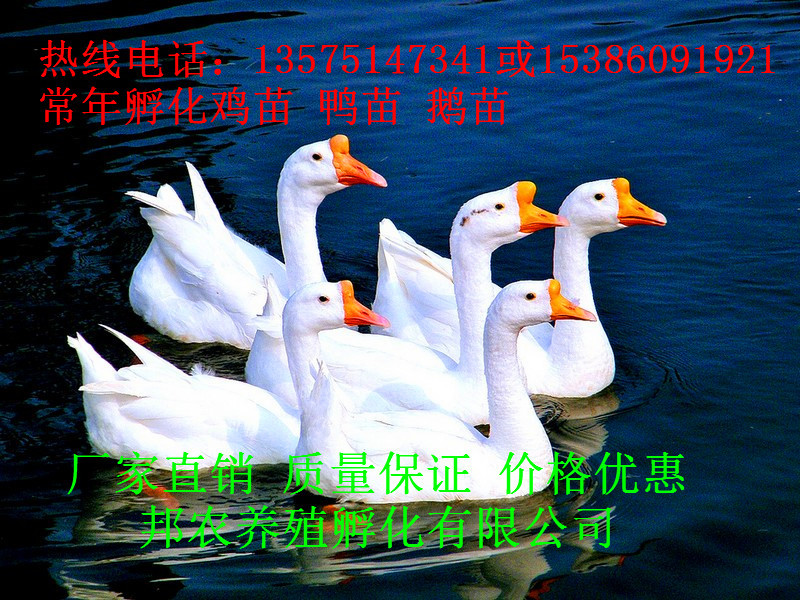 白鹅3