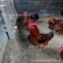 山东麻鸡苗价格_今日最新山东麻鸡苗价格行情