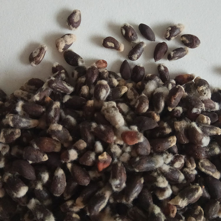 Low Temperature Baked Cottonseed Powder Traditional Chinese Herbal Ingredient for Cooking key features