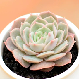 仙人掌及多肉;盆栽;栽培基质