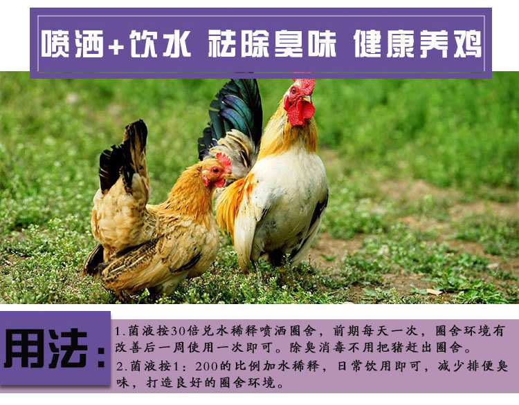 微生物除臭养鸡用法