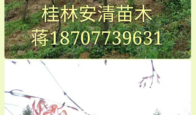 红枫_07
