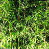 Wholesale large bamboo seeds green bamboo seedlings, bamboo, bamboo, bamboo, four seasons of bamboo, thunder bamboo edible bamboo shoots, large amounts of bamboo shoots