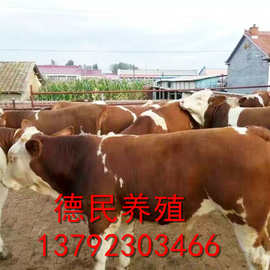 云南养牛场出售西门塔尔牛 贵州肉牛基地肉牛价
