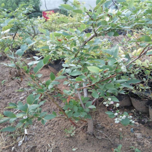 �{ݮ�繩�����س���  �{�S�{ݮ�� �����{ݮ�� ���l�r�����