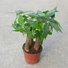 [Direct supply of the base] Small potted four seasons of evergreen flowers and plant health green plants (A110) three wealthy trees
