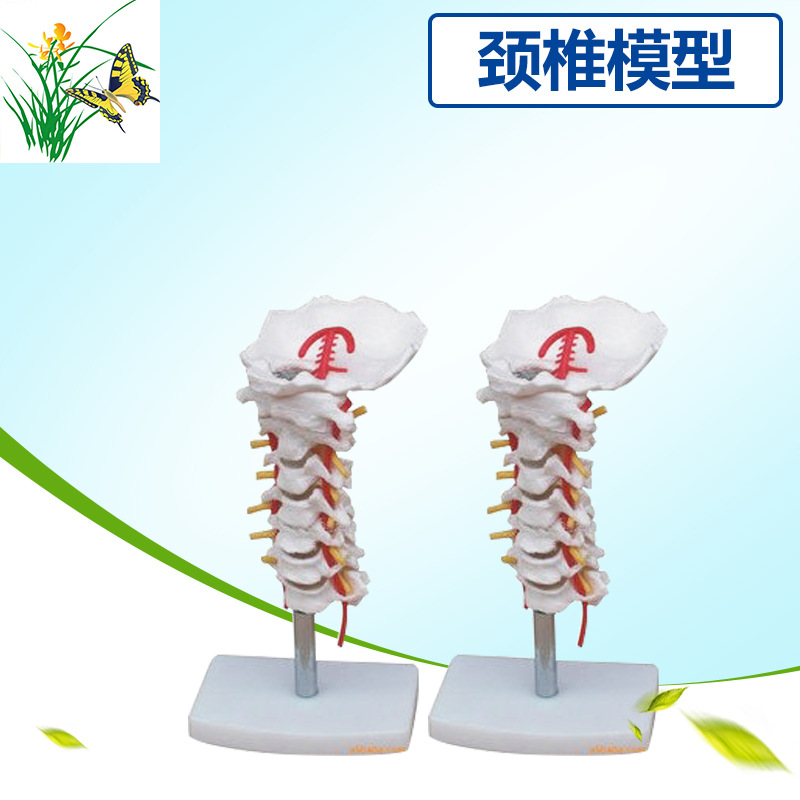 cervical vertebra With a neck artery Model Posterior occipital model Disc nerve teaching Model Cervical model