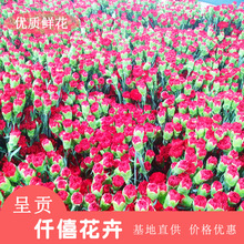 Côn Minh cắt tươi hoa cẩm chướng hoa cẩm chướng đỏ bán buôn bán buôn giáo viên quốc gia của ngày Ngày của Mẹ Hoa và hoa