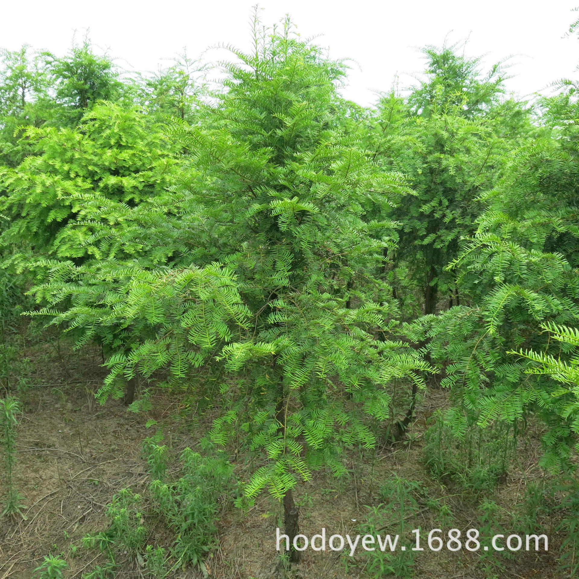 四季常青庭院绿化树,别墅庭院最佳常绿树木,庭院绿化树种排名_大山谷图库