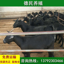 湖南黑山羊養殖基地 出售黑山羊 努比亞黑山羊格