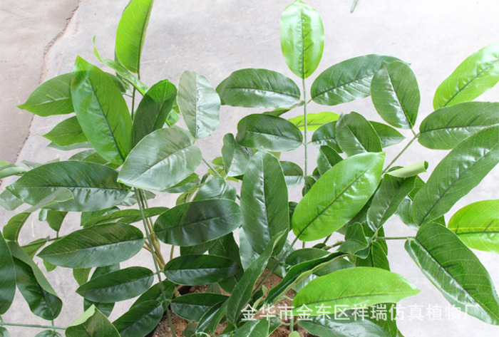 XRB-006核桃五叉枝立体6