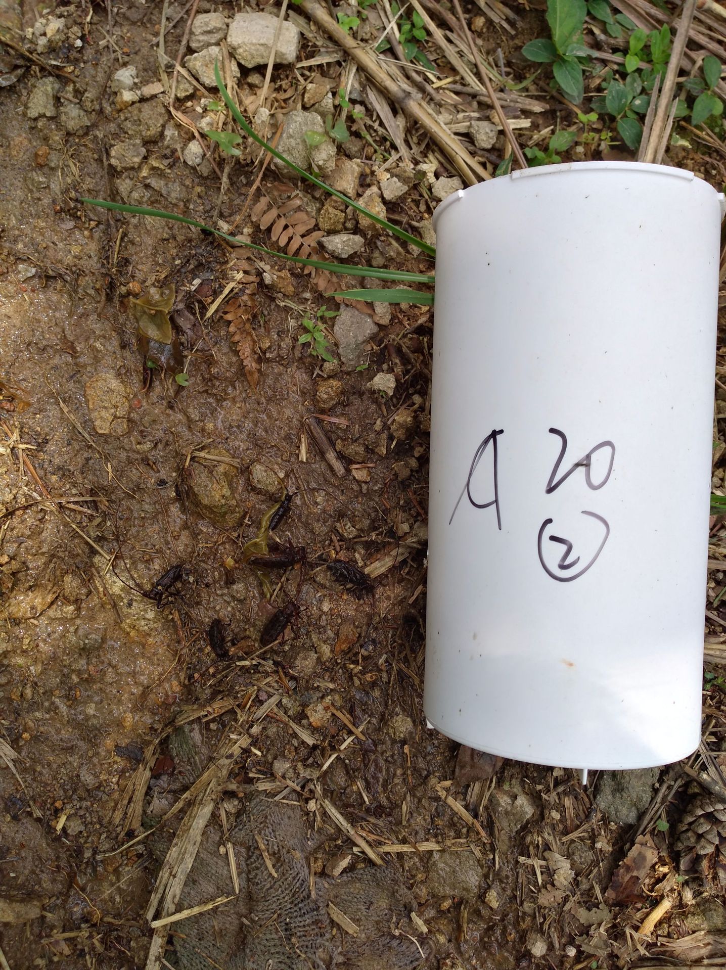 松黑天牛诱捕器