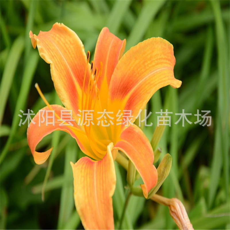 supply Big flower Hemerocallis Gold doll Hemerocallis Potted plant flowers and plants Hongyun Hemerocallis Being perennial