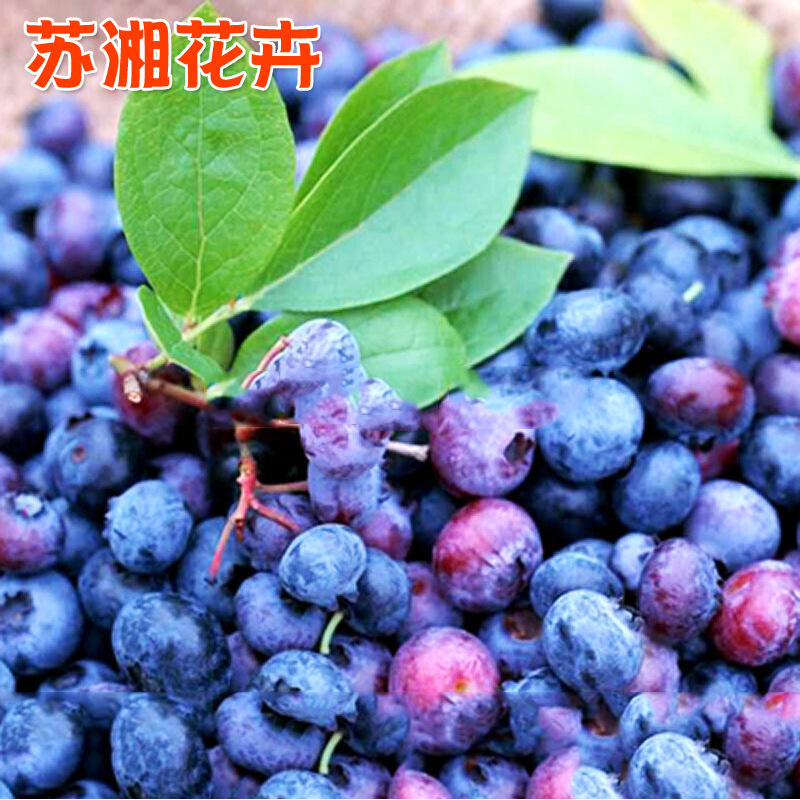 Blueberry Rabbit Eye Blueberry