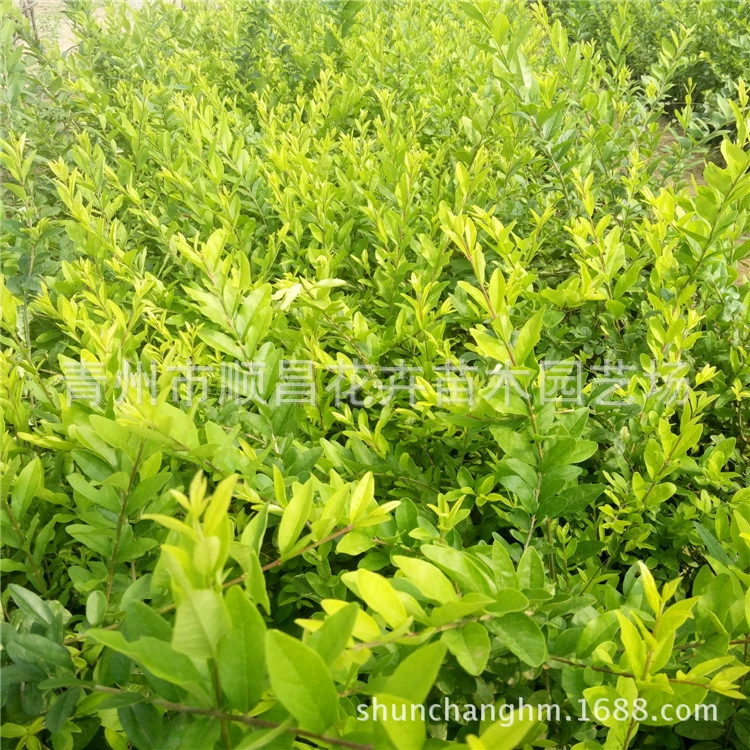 Кубок воды воск саженцы оптом Шаньдун Цинчжоу базы полный спектр озеленение инженерных саженцев сусальное золото водный воск