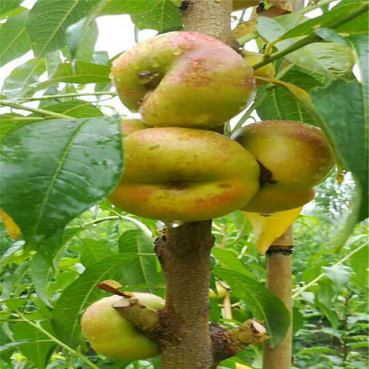 QQ图片20170802221053