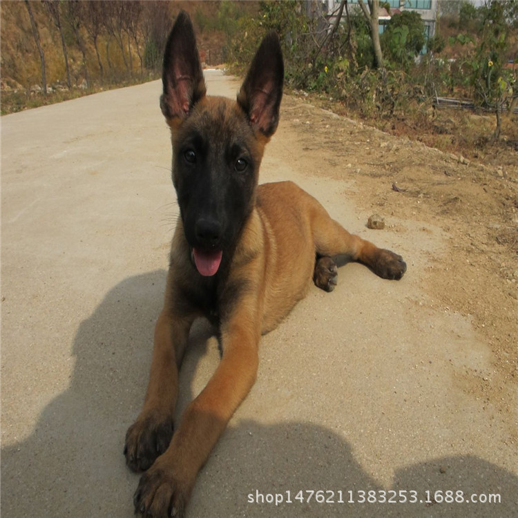 出售马犬幼犬/马犬幼犬价格/马犬好养吗