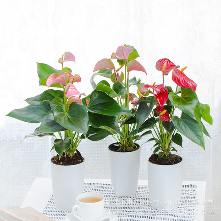 批发盆栽观花植物 红掌 绿色植物 小盆栽 四季开花 物美价廉|ru