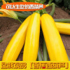 Banana Cucurient Gourd Seeds can eat autumn vegetable seeds, balcony potted vegetable seeds, vegetable seeds