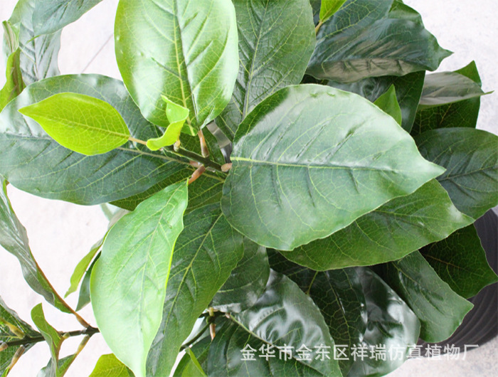 XRB-170鍗曟灊棣欐灉鏍戝彾22鍙??