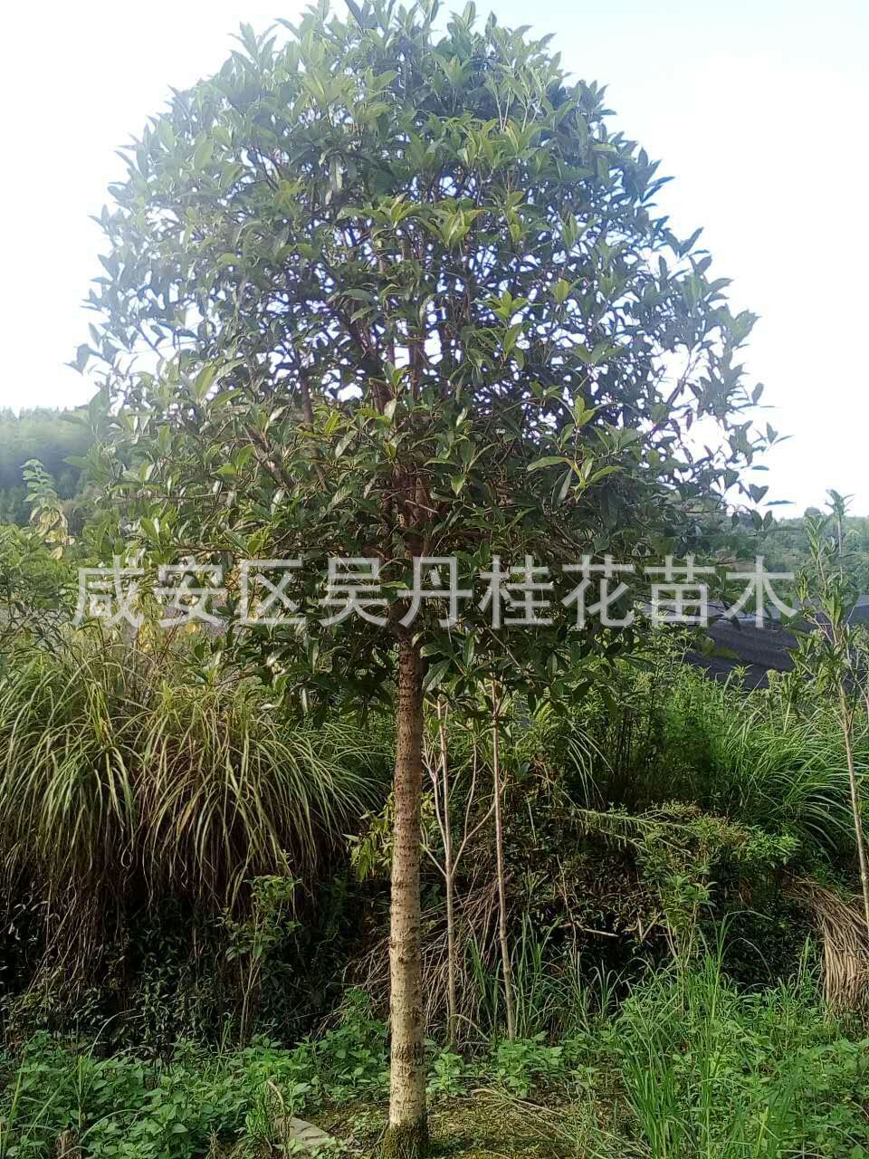 mmexport1504398524414