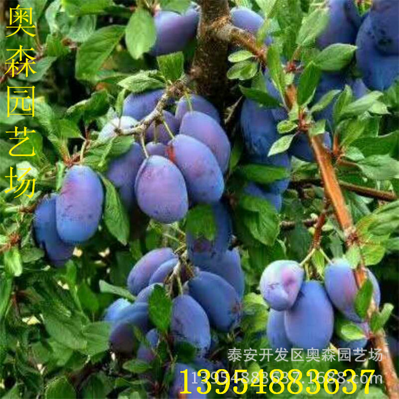 mmexport1505207825252