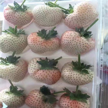 草莓苗基地 白草莓品種 桃熏草莓苗 水蜜桃味道 心形大果型草莓