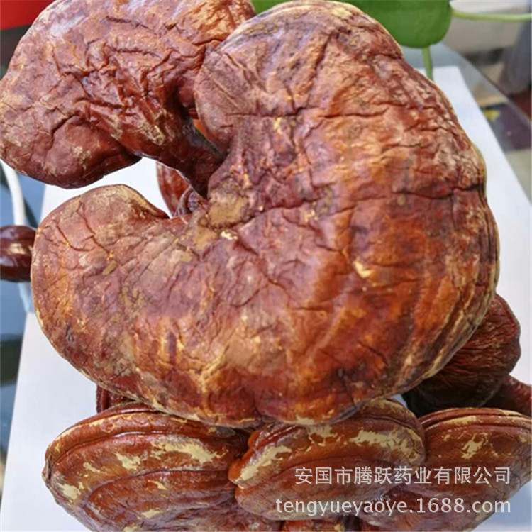 Lingzhi Reishi Mushroom Slices Ganoderma lucidum Dried Herb for Tea and Decoction Wholesale overview
