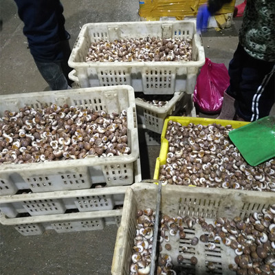 连云港赣榆县海头海鲜水产批发 贝类批发红香螺玉螺 鲜活海鲜饭店