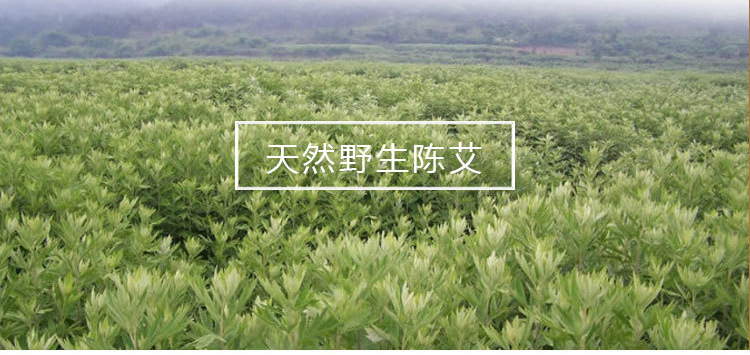 Moxa Wool Pack Ai Rong Bao 5g Mugwort Moxibustion Wool for Warming Moxa Devices and Home Wellness Use specifications