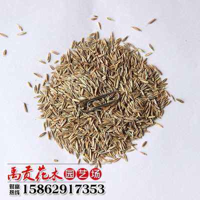 批发多年生黑麦草牧草种子 护坡型不长高冷季型一年生黑麦草|ms
