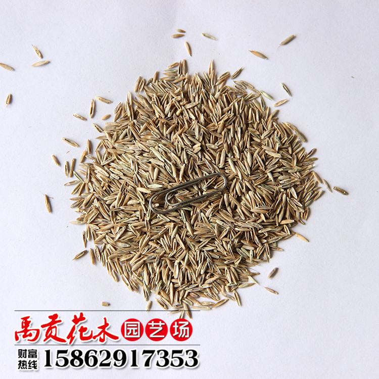 批发多年生黑麦草牧草种子 护坡型不长高冷季型一年生黑麦草|ms