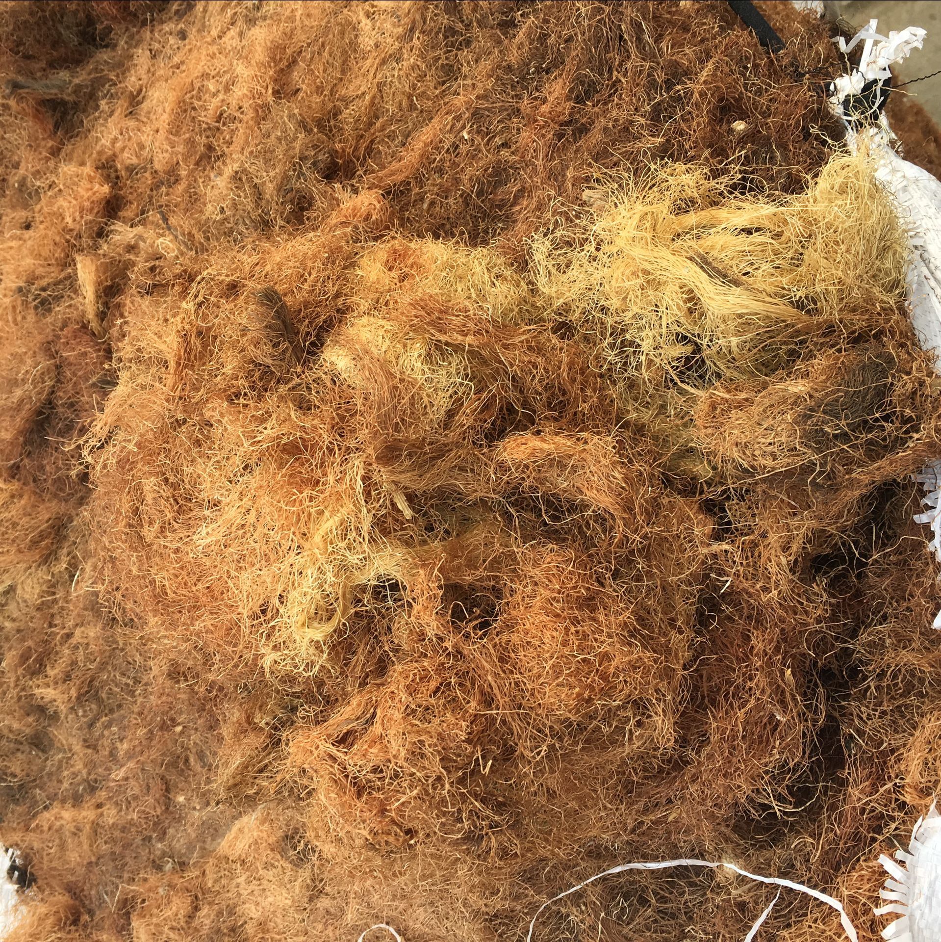 Corn Silk Yu Mi Xu 500g Dried Herbal Tea Material Hand Selected Natural Sun Dried quality and texture