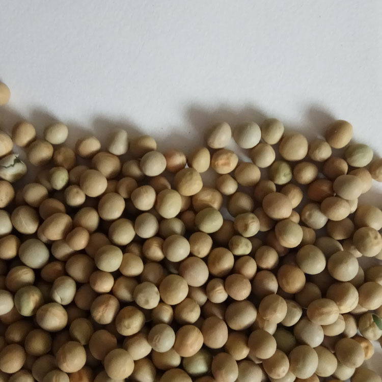 Low Temperature Roasted Peas Hand Selected Whole Dried Peas Wan Dou for Congee and Soup quality and texture