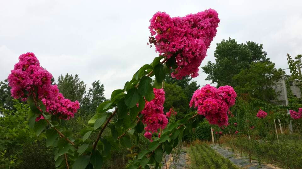 速生艷紅紫薇花 (17)