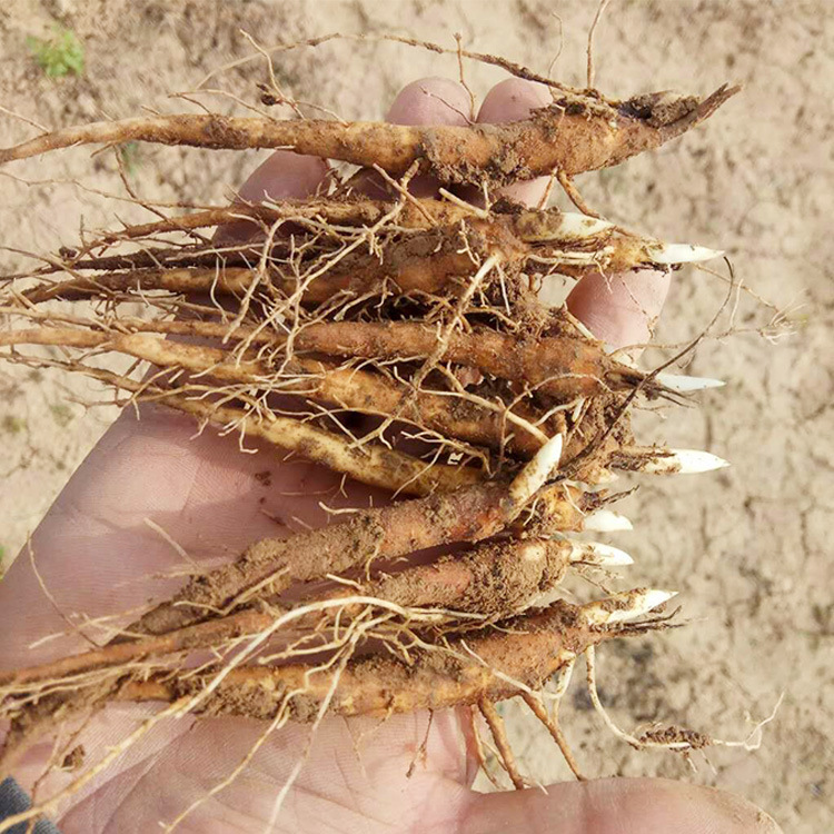 【基地直供价格优惠】2018年新白芍苗  白芍苗厂家销售中