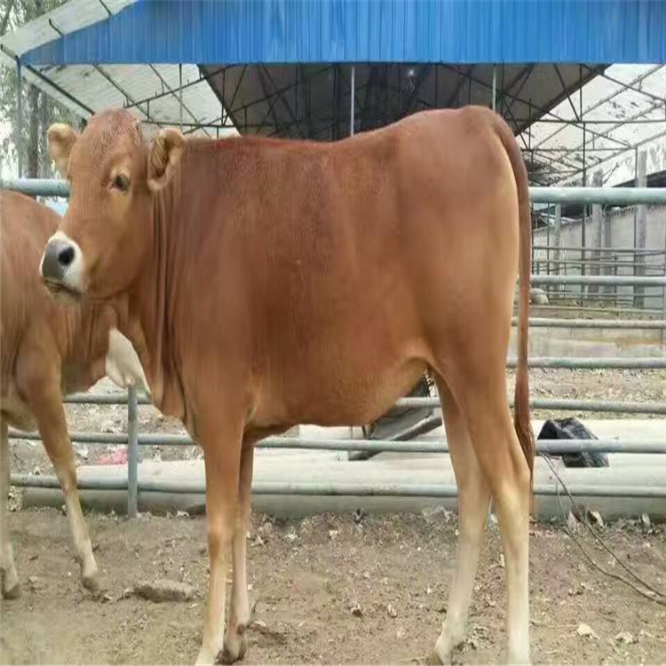 养殖鲁西黄牛肉牛犊活体3-6个月西门塔尔牛犊小母牛活牛