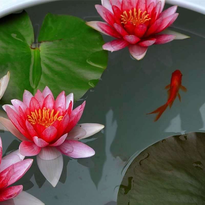 Пруд Водные Гидропонные Растения Вода Лилия Корень Блок Мини Водяная Лилия Декоративные Горшечные Рассада Лотоса