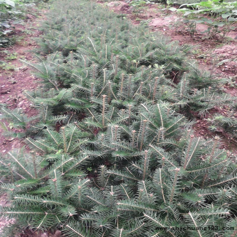 2345_image_file_copy_3_副本