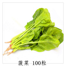 铭景蔬菜种子西红柿香葱香菜韭菜生菜籽 阳台庭院盆栽四季播易种