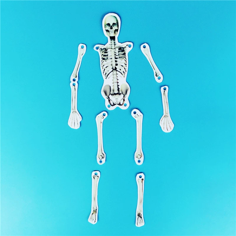 Physiological children's skeleton for early age, smart toy, constructor, teaching aids, handmade, human bone, science