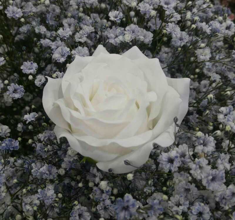 微信图片_20170504104430