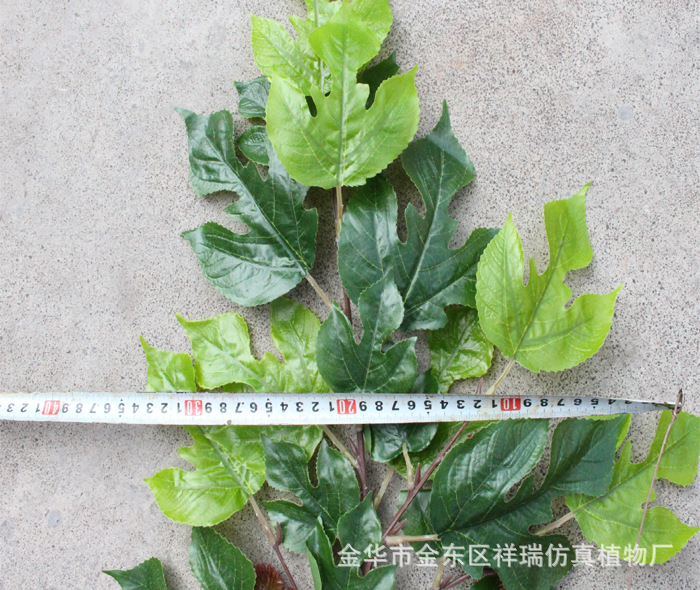 XRB-165构叶四叉枝平面3