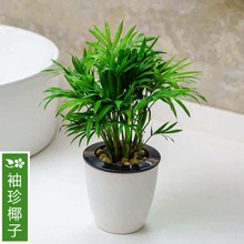 ���Ի�������ˮ��ֲ�� ����Ҭ�ӾGֲ����