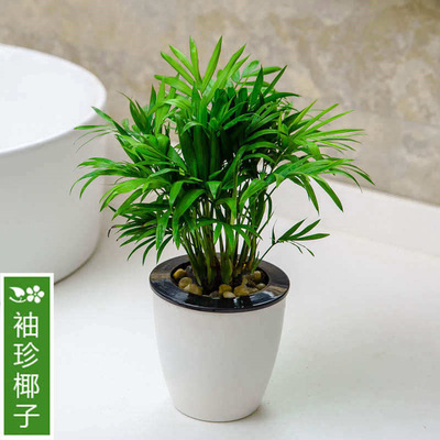 盆栽花卉土培水培植物 袖珍椰子办公室 室内防辐射创意绿植盆景|ru