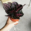 [Direct supply of the base] indoor leaf -viewing small potted plants purify air to watch green plants (120) red and beautiful church taro