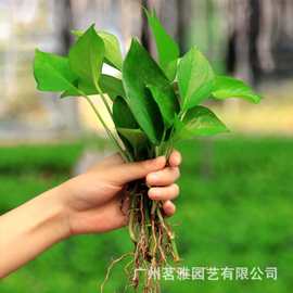 基地直销茗雅水培绿萝包邮绿萝苗批发基地直供植物花卉盆栽