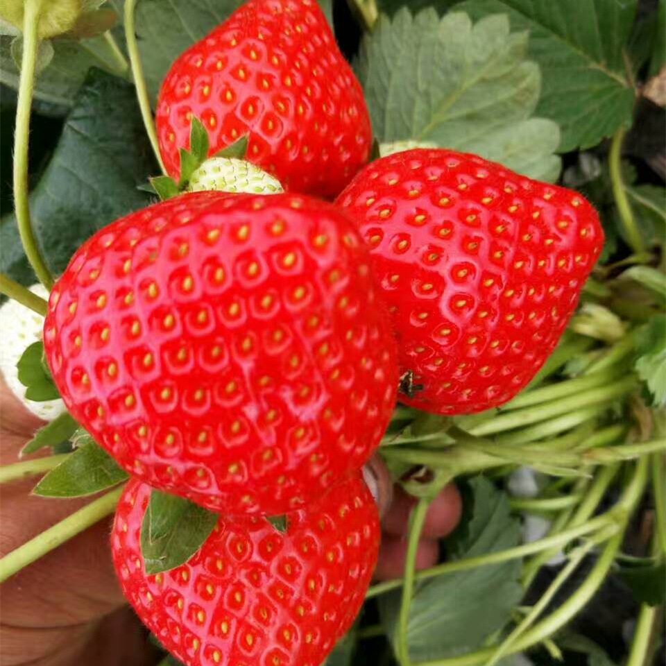 批发价格供应大量优质咖啡村民们 妙香草莓苗 宁玉草莓苗 现挖现|ru