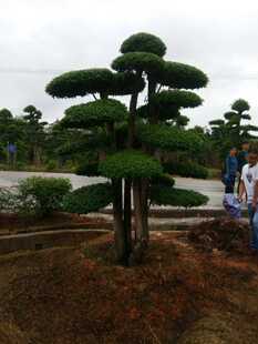 ���l�������ͽ��~ŮؑͥԺ�G����Ʒ�@�ֹ�����ľ��ľ����ֱ�N