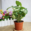 [Direct supply of the base] Observation plant indoor flower small potted plant (90#) silver butterfly combined taro